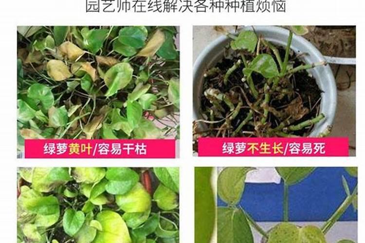 水培绿萝怎么施肥