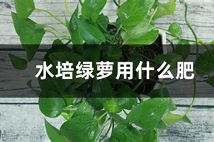 绿萝专用肥可以给藏红花施肥吗？