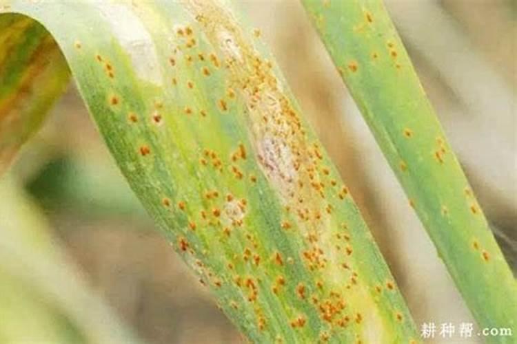 大蒜施什么肥料最好