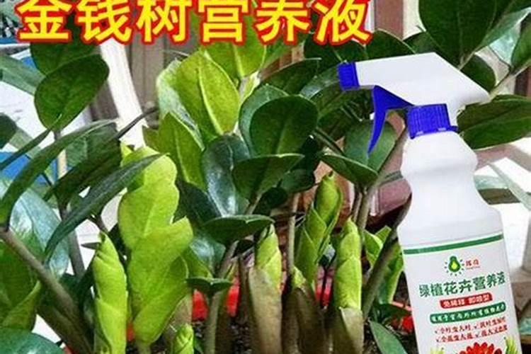金钱树肥料怎么用