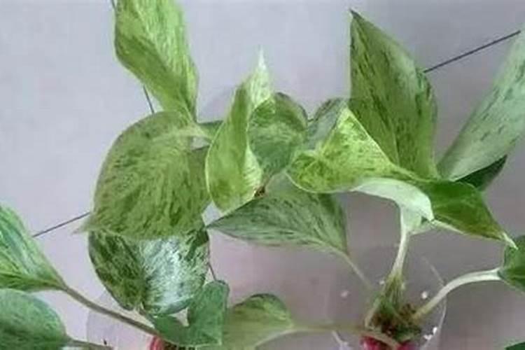 果树钙肥什么时候施用效果好 果树施用钙肥好处