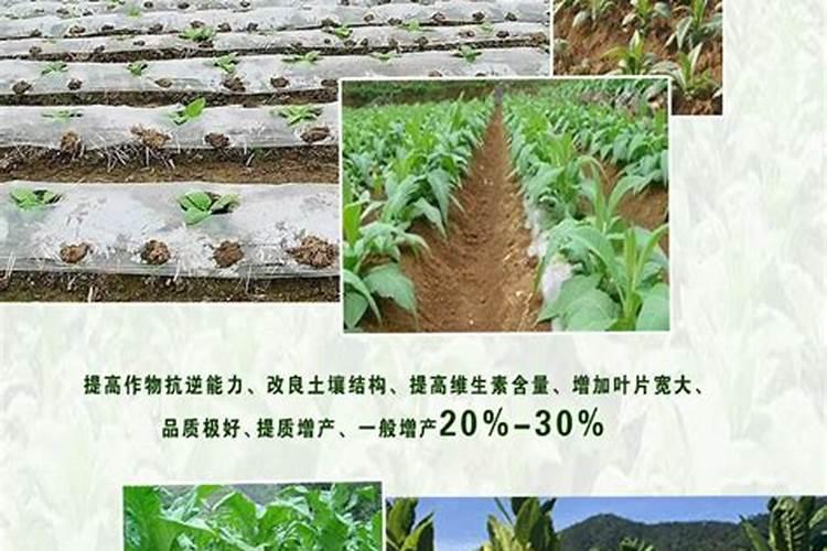 夏天养兰花的注意事项