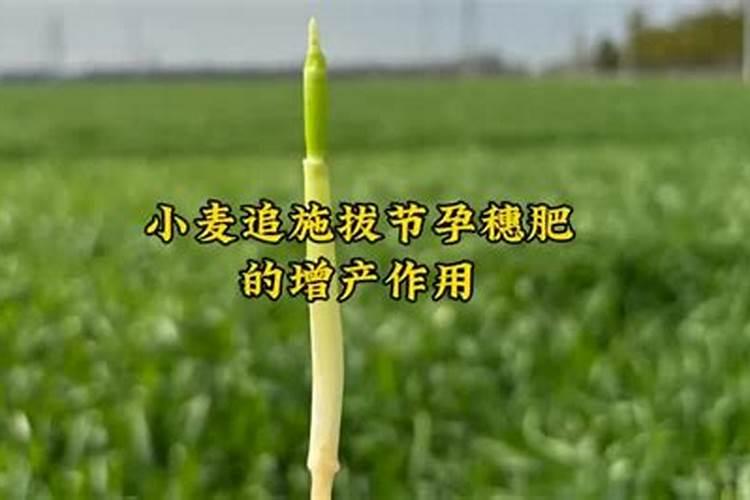小麦拔节肥什么时候施
