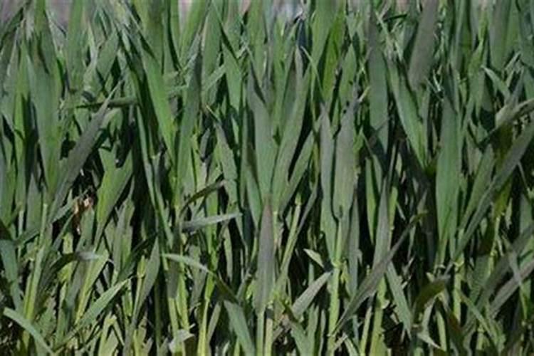 玫瑰花怎么施肥,玫瑰花施氮磷钾肥最为合适