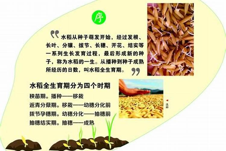 水稻在施肥当中用硫酸钾好,还是用氯化钾好呢？