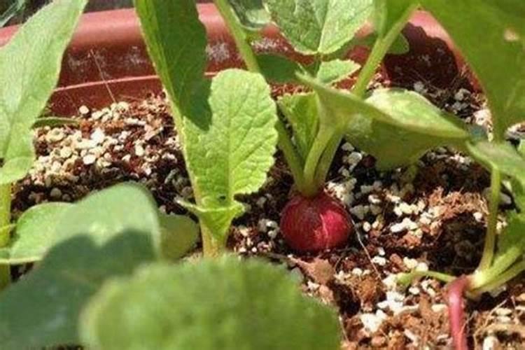 在花生生长的后期,用什么叶面肥是最好的？