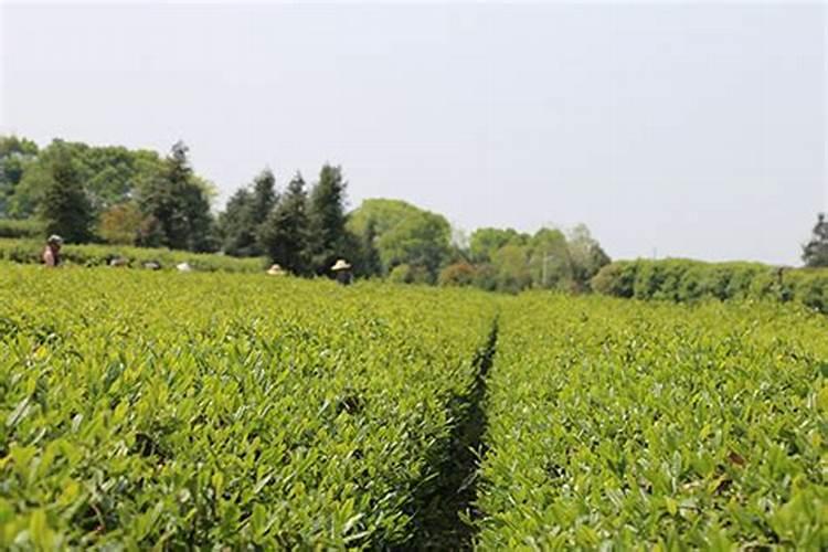 茶园施肥技巧 也应少量多次地施用