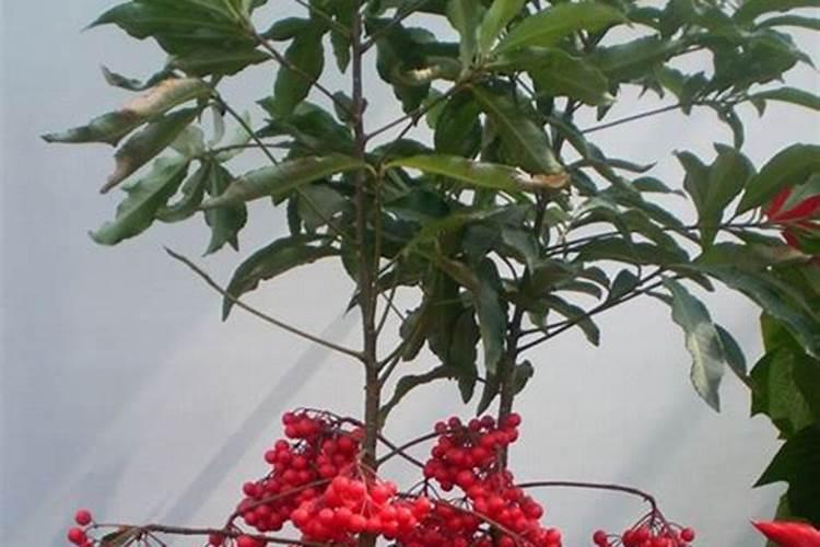 朱砂根怎样养来年结果