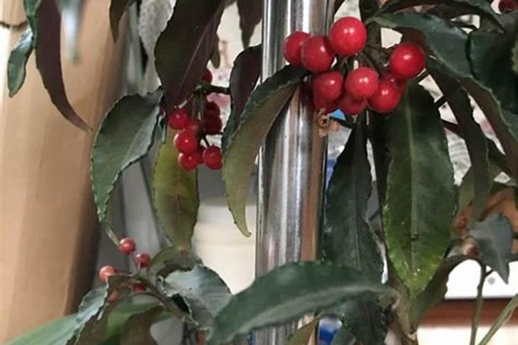 朱砂根叶子发黄怎么办