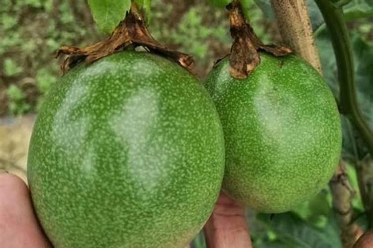 西瓜都需要施哪些肥料为好？