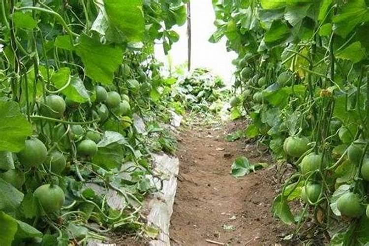 复合肥怎么施效果最好