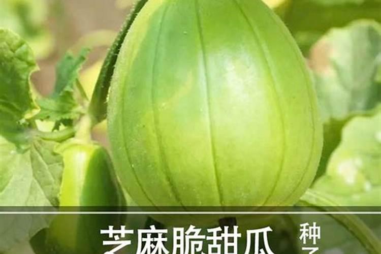 香瓜用什么农家肥好