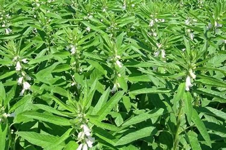 老师好瓜秧细花打顶怎么办