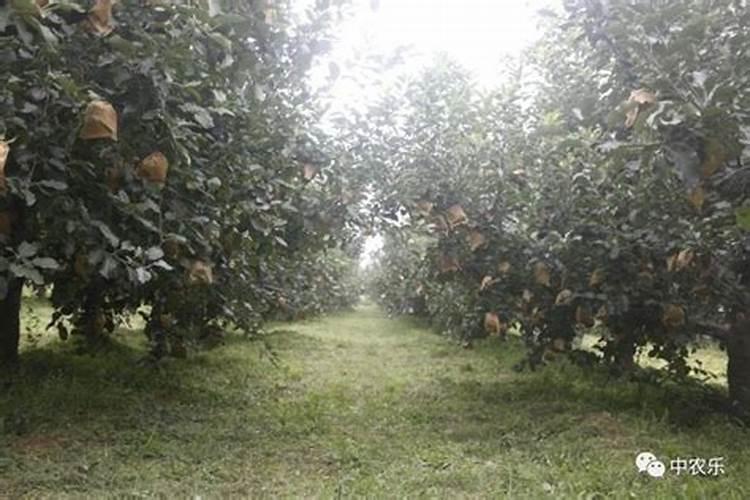 柑橘预防太阳果最好的调节剂