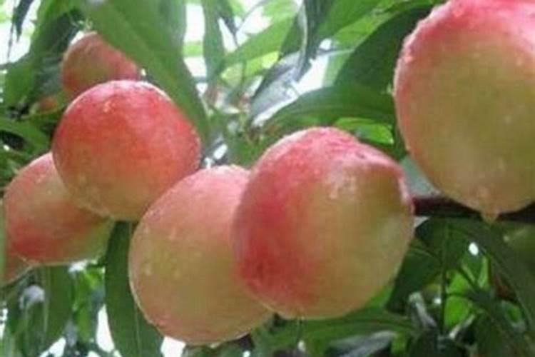 夏天柑橘果园怎么养护