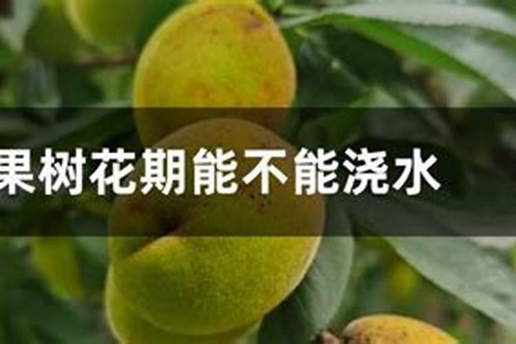 高温天气,果树施肥要小心,怎样防止肥