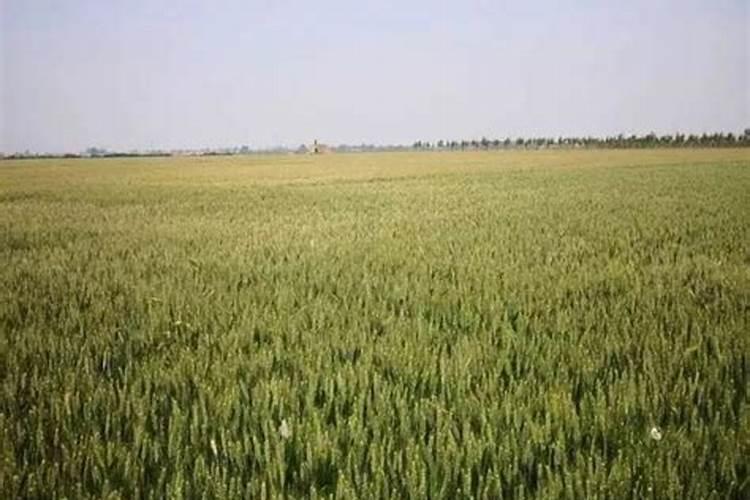 钾肥的正确使用方法 合理施用钾肥需要注意什么