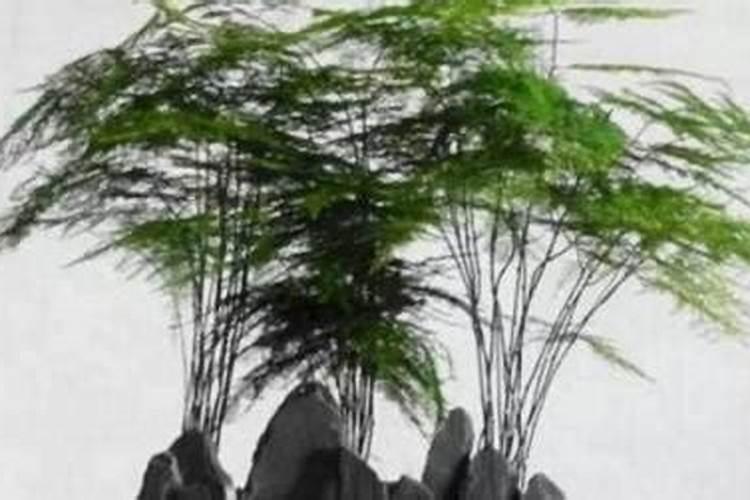 油豆角亩产量多少斤 产量最高每亩多少