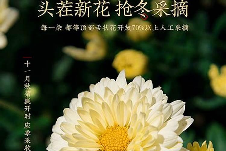 杭白菊级别分类