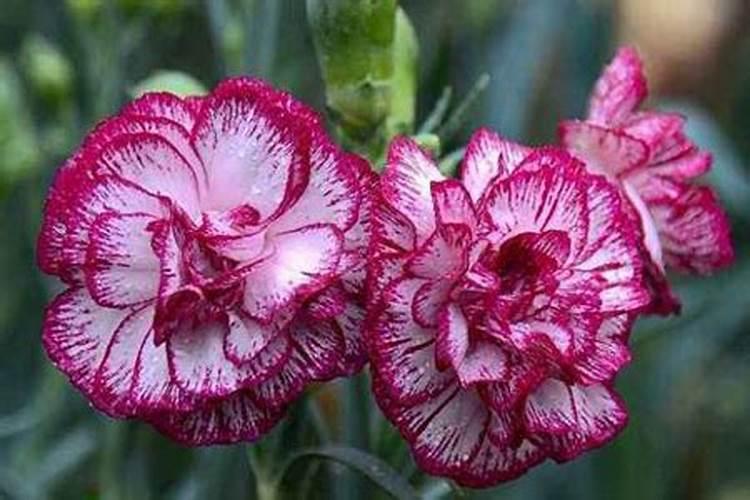 盆栽康乃馨怎么施肥,康乃馨施什么肥料好