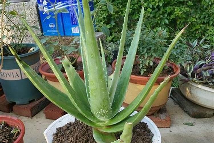 含腐植酸水溶肥料能用在哪些蔬菜上？
