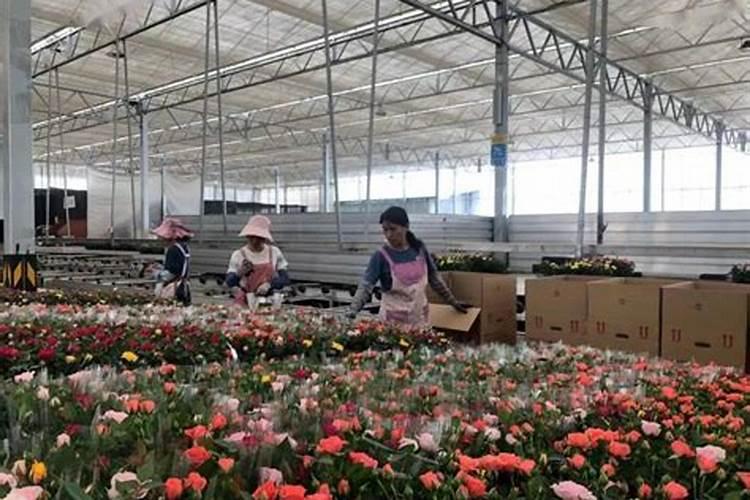 花卉养殖施肥方法