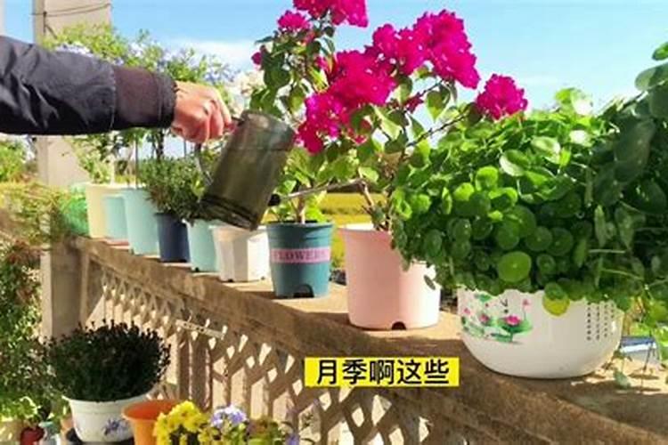 花草施肥方法及注意事项 花草施肥方法及注意事项有哪些