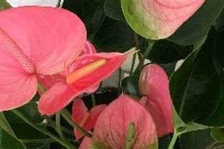 粉掌的施肥方法