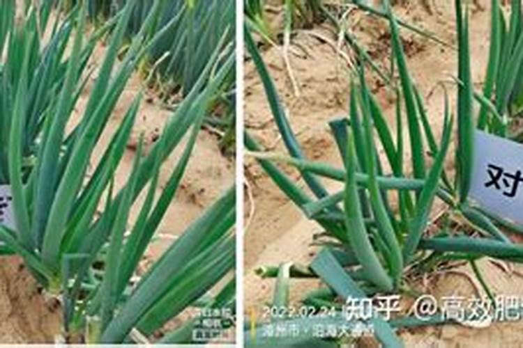 花椒树什么时候可以喷施叶面肥呢？