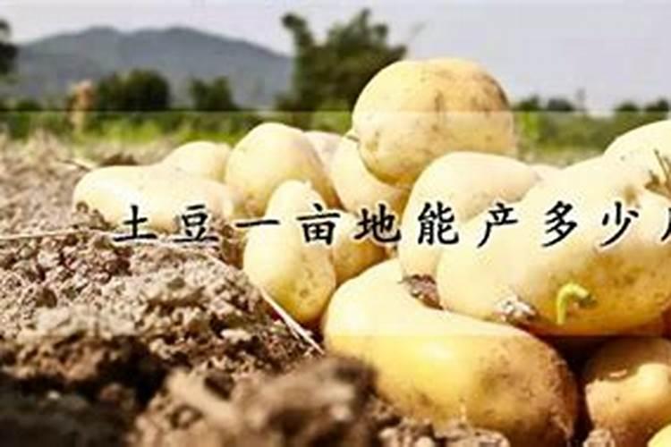种土豆每亩用多少肥料最好