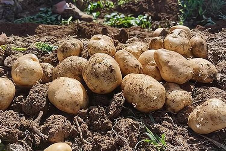 如何做枯木花盆