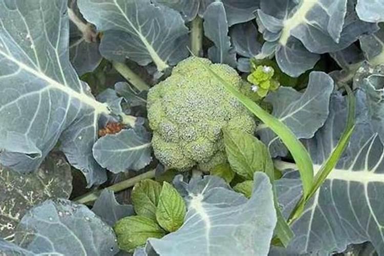 兰花喷什么叶面肥最好(兰花叶面肥喷施注意事项)