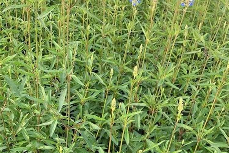 兰花喜欢什么肥料 如何给兰花施肥