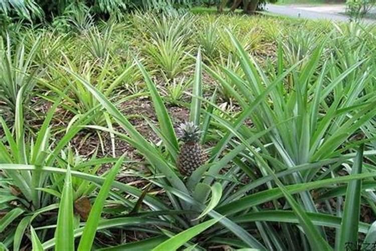 菠萝一次性施肥技术