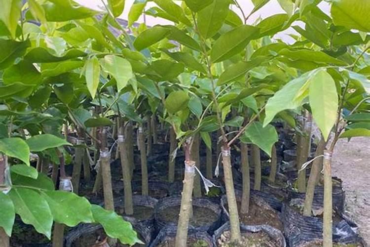 奇楠沉香叶面肥什么时候打效果好