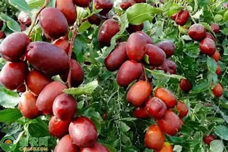 红枣膨大期是几月份