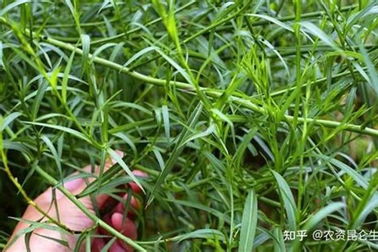 ...柴胡用什么肥料可以生根,壮根灵哪个牌子的好？