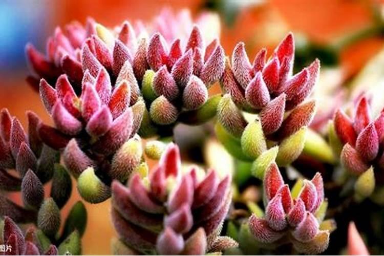 多肉施什么肥快速长大