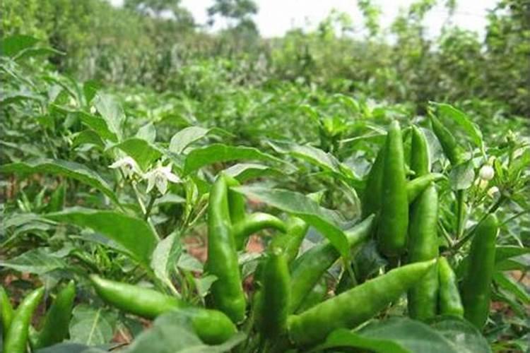 种菠菜期间,要如何正确地放置肥料？