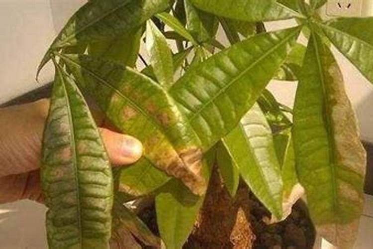 【问答】发财树叶子发黄怎么办？