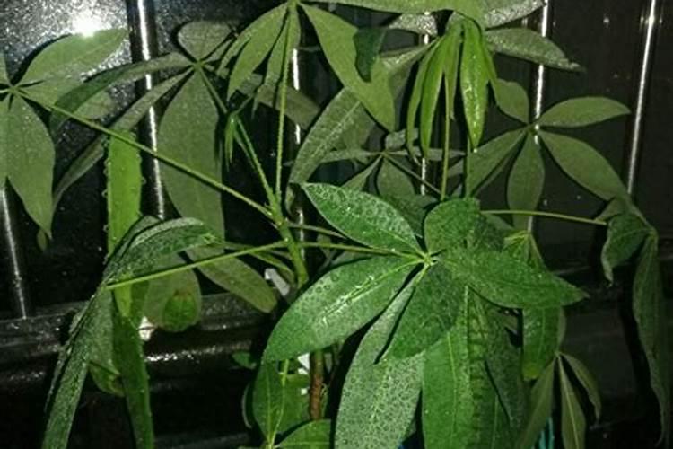 发财树叶子发黄怎么办