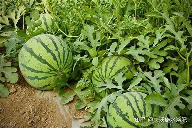 种西瓜需要什么肥料