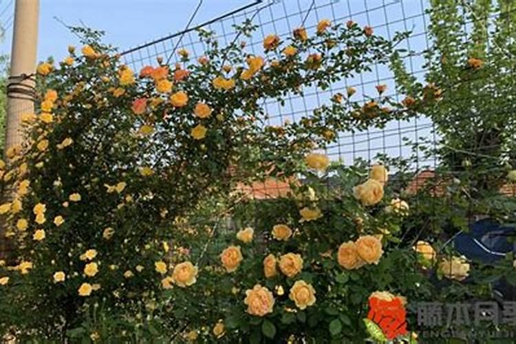 如何施肥施什么肥能让藤本月季长得枝繁叶茂——开不开花都没关系百度...