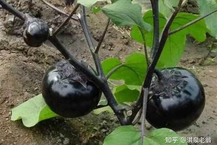 茄子用什么肥料促进作物根系的生长？茄子肥料怎么用能预防凹凸果？