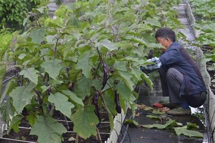 茄子用什么肥料促进作物根系的生长？茄子肥料怎么用能预防凹凸果？