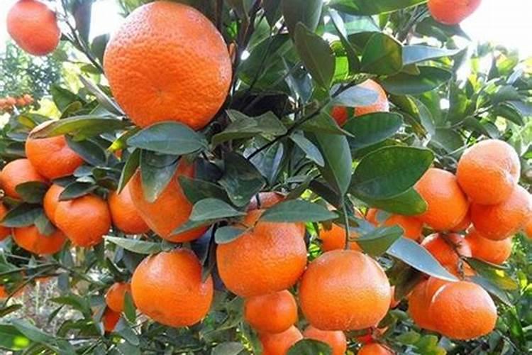 桔子树施什么肥才会甜