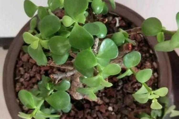 夏季怎么养金枝玉叶不容易烂根