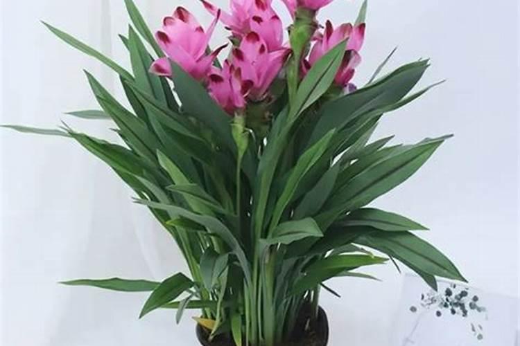 姜荷花花期怎么施肥