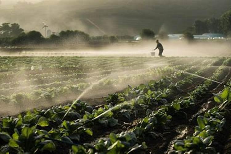 大棚养植菜苗能不能施复合肥