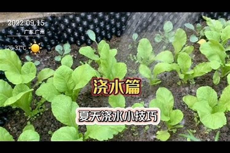 现在阳台都流行种植一些菜,有哪些菜种一棵能吃很久？